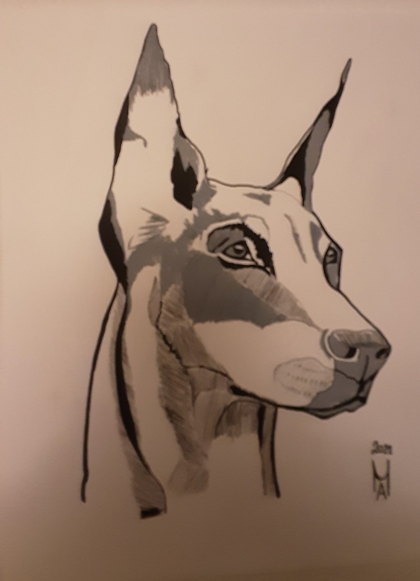 Der Dobermann